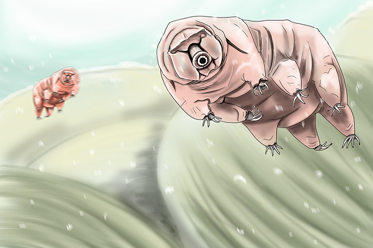 Tardigrades are the most extremophile, they can go without food for 120 years, they can survive super hot and cold temperatures, and tolerate immense pressure